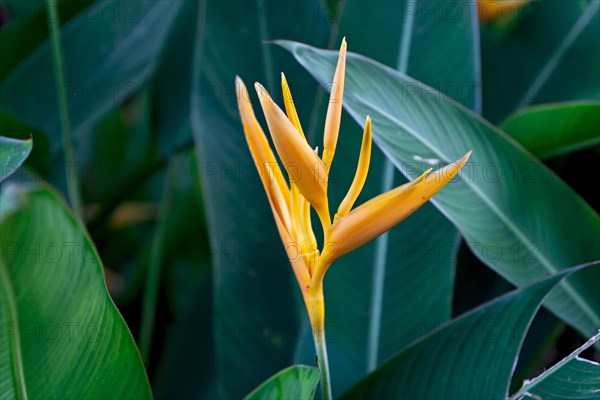 False birds-of-paradise