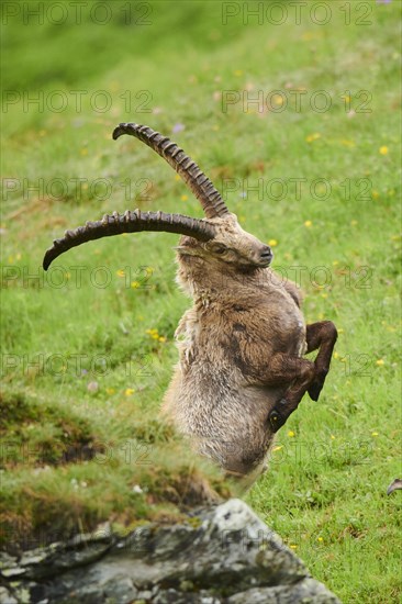 Alpine ibex