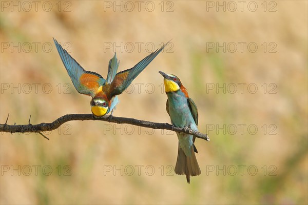 Pair of bee-eaters