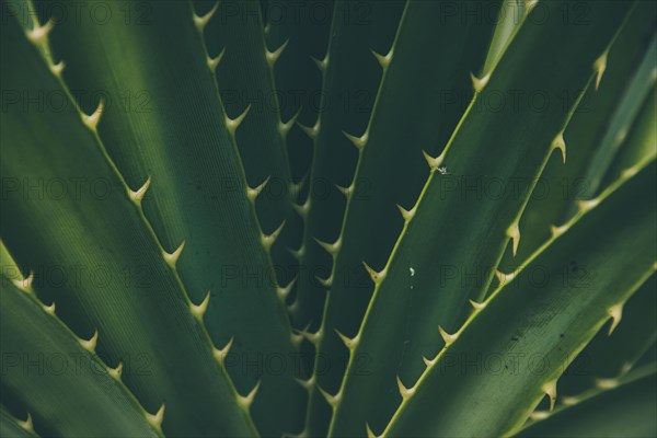 Detail of an aloe vera plant showing its thorny green leaves