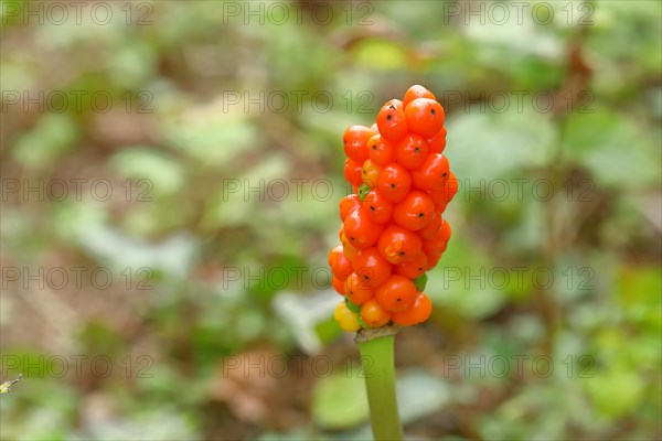 Common arum