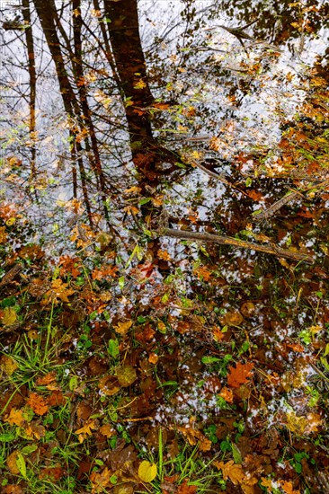 Beautiful Flood Water Pond with Tree Reflection and Autumn Leaves Floating on the Water Surface with Sunlight in Lugano