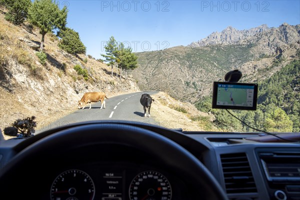 View through the windscreen of cows on a Corsican mountain road