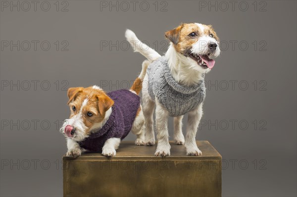 Two charming Jack Russell posing in the studio in warm sweaters.