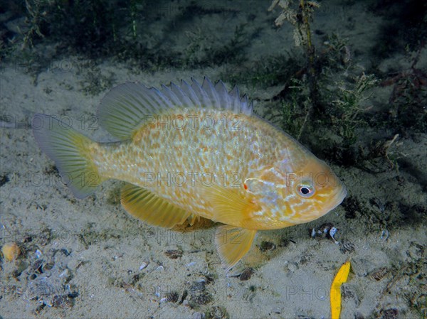 Pumpkinseed sunfish