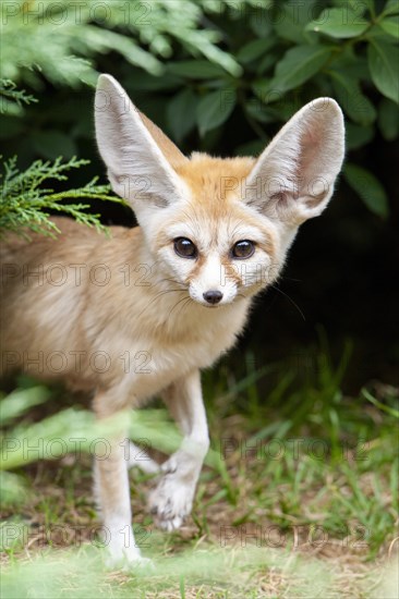 Fennec fox