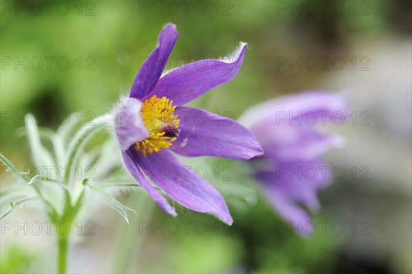 Common pasque flower