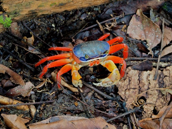 Rainbow crab