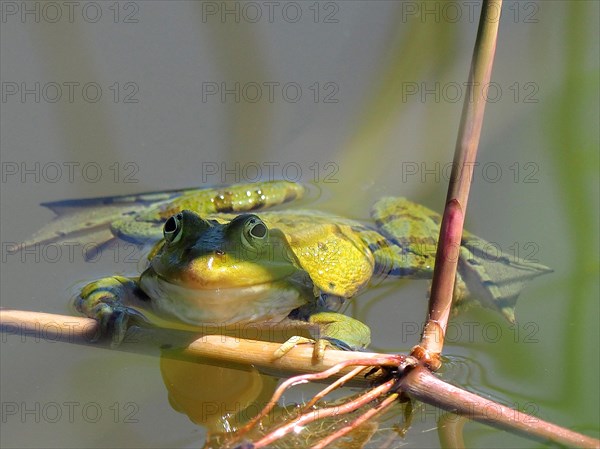 Pool frog