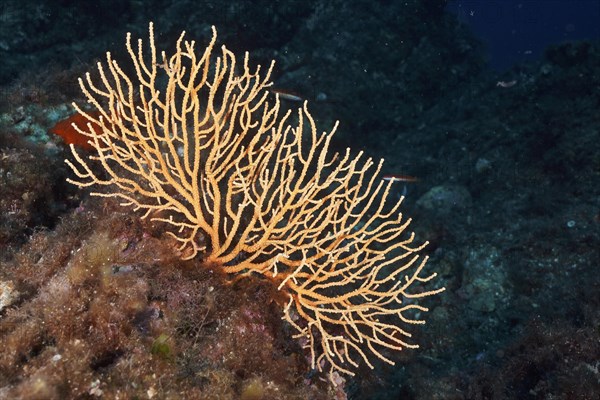 Yellow gorgonian