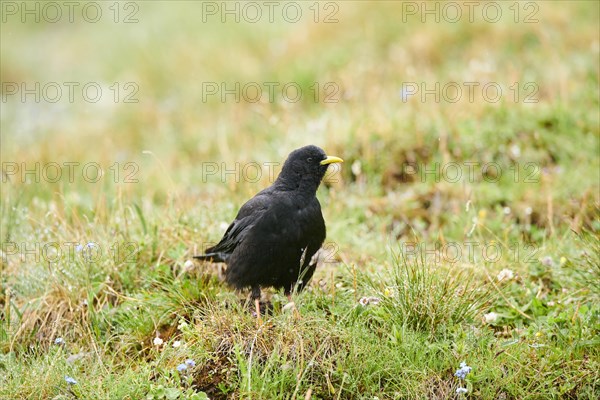 Yellow-billed chough