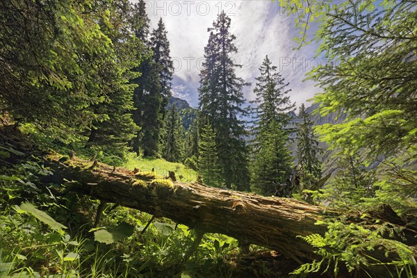 Light-flooded forest with lush green trees and a fallen tree trunk in the foreground