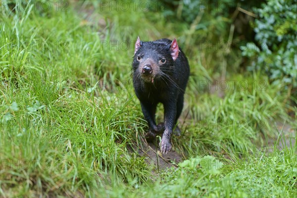 Tasmanian devil