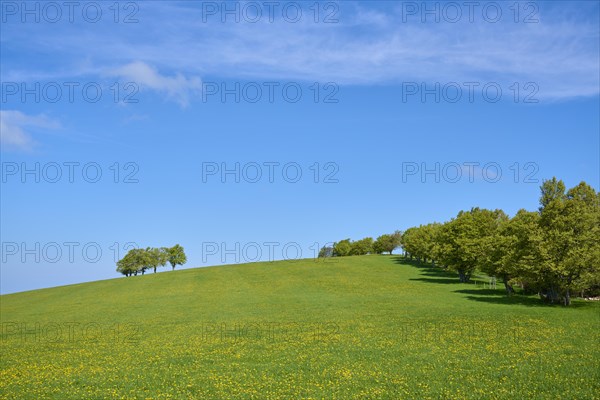 Dandelion meadow with copper beeches in spring