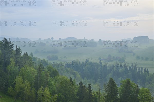 Morning mist gently envelops the hilly landscape and trees in a tranquil atmosphere