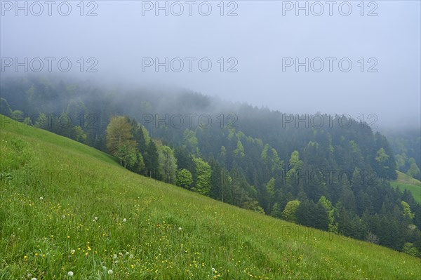 A foggy landscape with a green meadow on the mountainside and a forest in the background