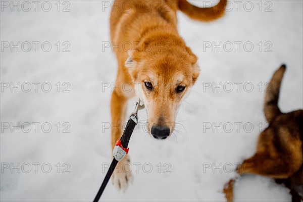 Cute red homeless mongrel playing outdoors in winter at an animal shelter