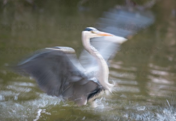 Grey heron or grey heron