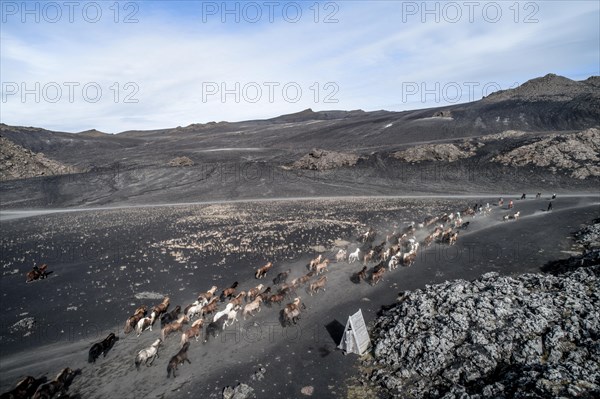 60 farmers drive thousands of sheep with 120 horses 100 km from their summer pastures to their winter quarters near Landmannalaugar