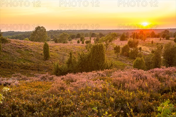 Sunset over a heath landscape with a bright orange sky
