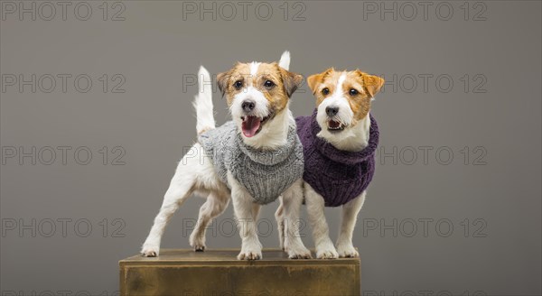 Two charming Jack Russell posing in the studio in warm sweaters.