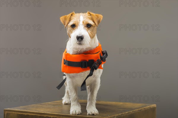 Pedigreed Jack Russell in the costume of a lifeguard Malibu stands on a pedestal in the studio.