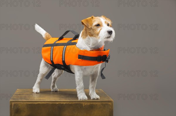 Pedigreed Jack Russell in the costume of a lifeguard Malibu stands on a pedestal in the studio.