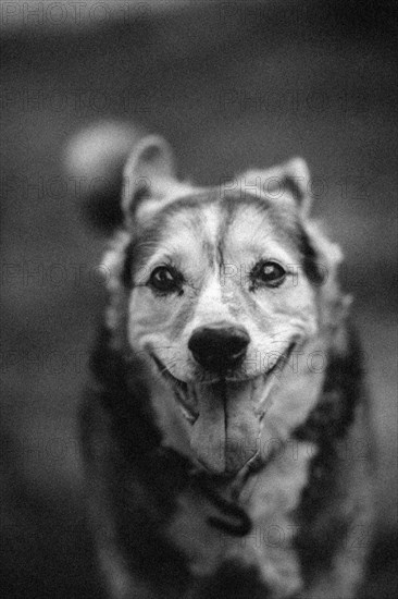 Black and white photo of a happy mongrel dog walking in the meadow