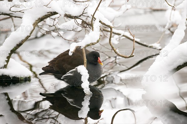 Pond hen