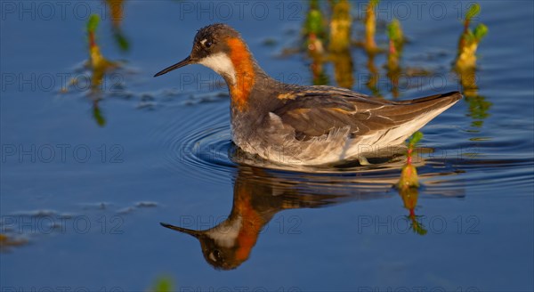 Red-necked phalarope