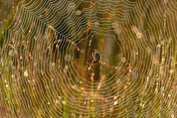 Spider web