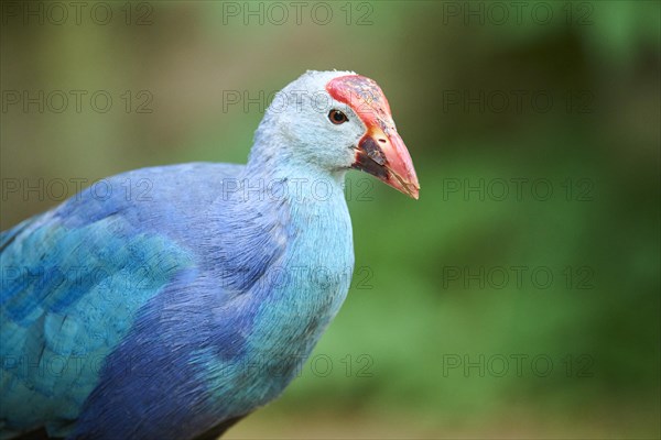 Western swamphen