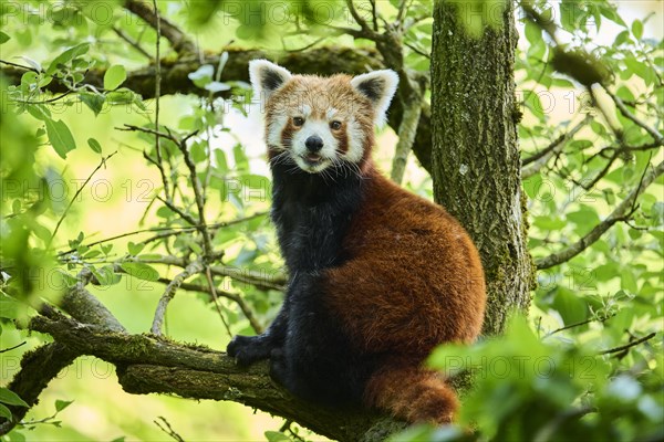 Red panda