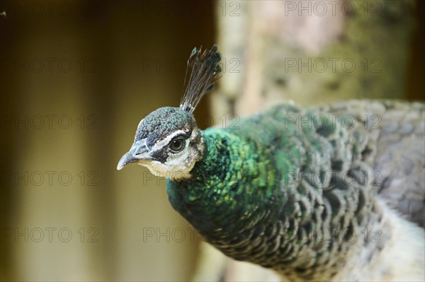 Indian peafowl