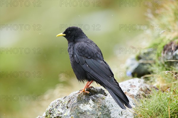 Yellow-billed chough