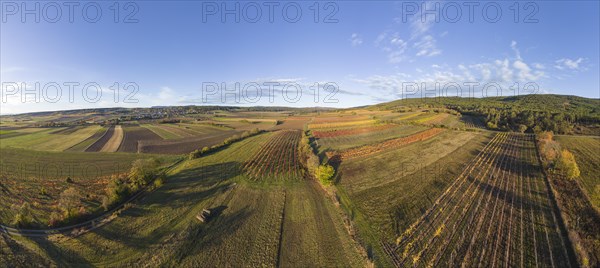 Aerial view of autumn vineyards