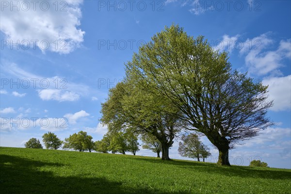 Wind beeches with cloudy sky in spring