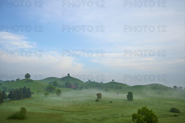 Green moraine hills landscape with meadows and lime trees with morning fog and cloudy sky
