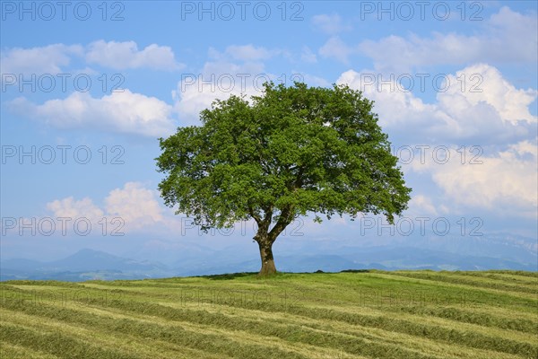 Single oak tree on a mown meadow under a blue sky with scattered clouds