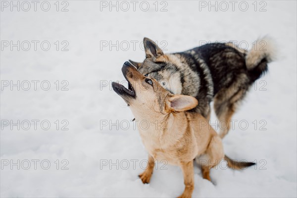 Siberian husky plays with another dog in the snow at a shelter for homeless animals