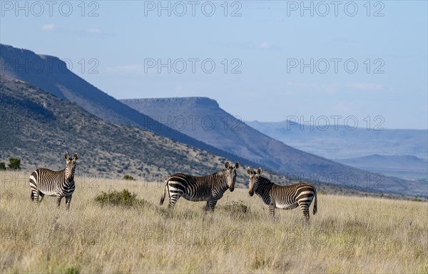 Three cape mountain zebras