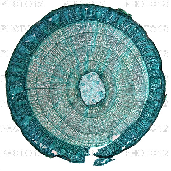 (Tilia) stem micrograph