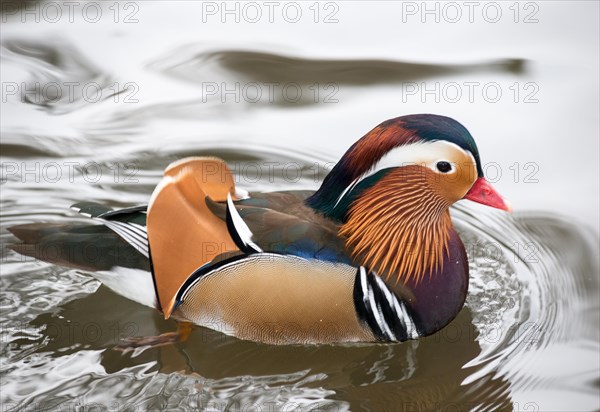 Colourful feathered Mandarin Duck