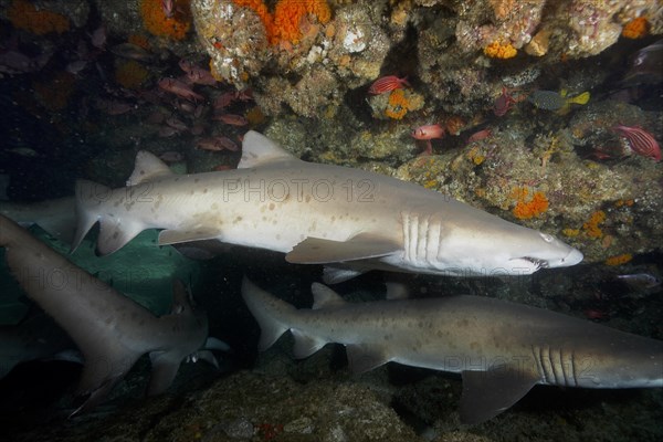Group of sand tiger shark