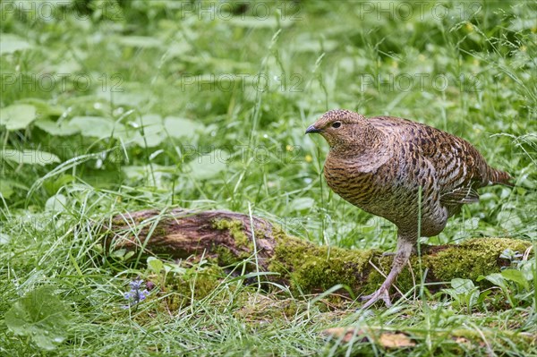 Black grouse