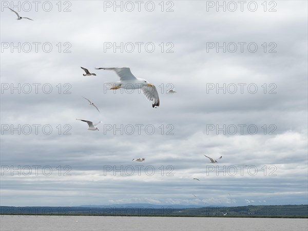 Seagulls flying over Lake Neusiedl