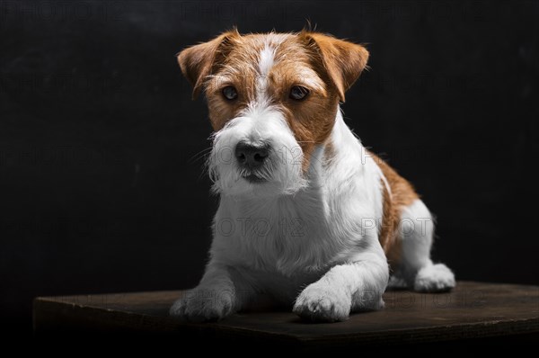 Purebred Jack Russell is lying on a pedestal in the studio and looking at the camera.