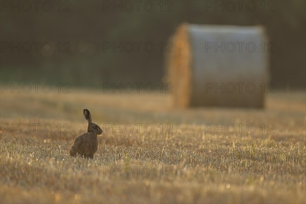 European brown hare
