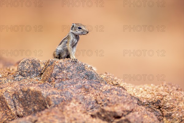 Barbary ground squirrel