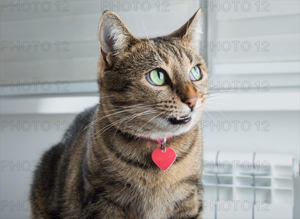 Cunning Bengal cat with a pink collar is grinning intriguingly.